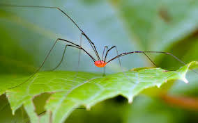 Maybe you would like to learn more about one of these? Why Are They Called Daddy Longlegs Wonderopolis