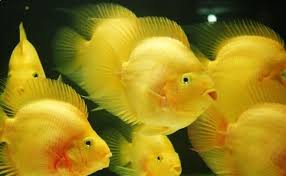 Pin By Marie Noelle Guerin On 22 Fresh Water Fish Parrot Fish Betta Fish Types Fresh Water Fish Tank