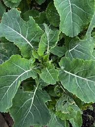 Image result for Impatiens gomphophylla