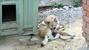 sobaka kusaet svoyu nogu a potom youtube