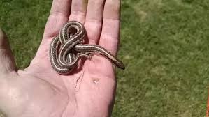 Popular venomous snake bite of good quality and at affordable prices you can buy on aliexpress. Are Garter Snakes Poisonous Quora