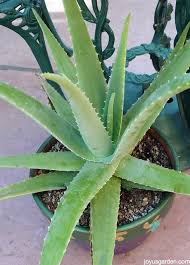 When put in full sun, the leaves turn purple. Aloe Vera 101 A Round Up Of Aloe Vera Plant Care Guides