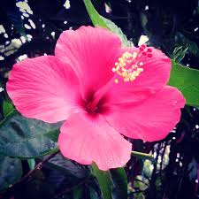 Bunga bunga di laman rumah ada bunga raya merah ada bunga raya putih ada bunga kuning terima kasih ya pokok herba daun bunga raya boleh merawat penyakit #bungaraya #herba. Bungo Rayo Bunga Kembang Sepatu Hibiscus Flower Jejak Langkah O