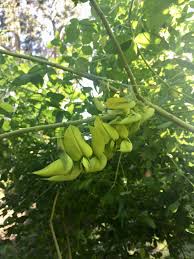 Image result for Crotalaria agatiflora