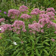 Image result for Pycreus mortonii