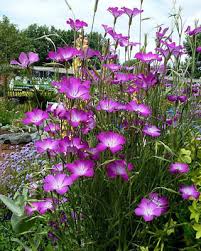 Image result for Agrostemma