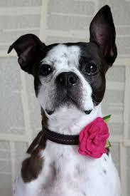 Bright Pink Felt Flower Dog Collar By Littlebluefeather On Etsy 10 95 Dog Accessories Collar Dog Flower Collar Dog Flower