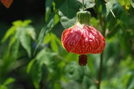 Image result for Abutilon austro-africanum