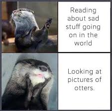 Micro Dose Of Important Animal Memes 14 Memes Tweets Otters Funny Funny Animal Pictures Otter Meme