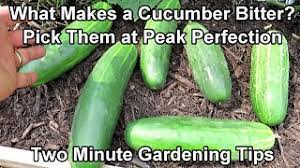 Some of the newer cultivars of cucumbers do not have the bitter compound and, thus, no burp. When How To Pick Cucumbers And What Makes A Cucumber Bitter Two Minute Trg Tips Youtube