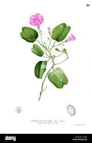 Image result for Ipomoea pes-caprae