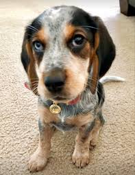 The blue tick part of the name simply refers to the unique color markings in their coat. Penny Blue Beagle Pretty Dogs Blue Tick Beagle