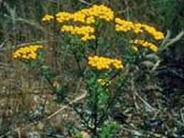 Image result for Pentzia