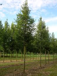 Image result for Rogiera cordata