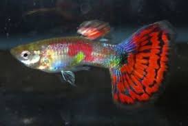 Pair Cobra Red Male Guppies Live Freshwater Aquarium Fish Aquarium Fish Freshwater Aquarium Fish Guppy