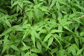 Image result for Oplismenus hirtellus