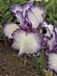 Iris Autumn Circus Iris Germanica Autumn Circus Iris Flowers Iris Garden Showy Flowers