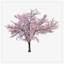 I purchased it because it reminded me of a willow tree i remembered having on my front lawn as a child and wow. Cherry Tree Png Transparent Cherry Tree Png Image Free Download Pngkey