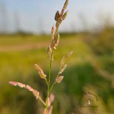 Image result for Eragrostis unioloides