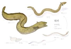 Jun 30, 2021 · 雲林縣鰻魚養殖面積與產量均為全台第1，但去年起受疫情影響外銷受阻，業者生計大受影響，雲林縣口湖鄉金湖休閒農業發展協會因此推出蒲燒鰻. ä½•ä¸é£Ÿé°» ä¸Šä¸‹æ¸¸å‰¯åˆŠ