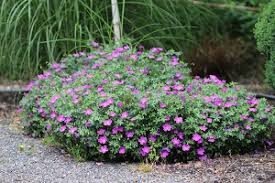 Image result for Geranium sanguineum Max Frei