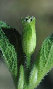 Image result for Blainvillea acmella