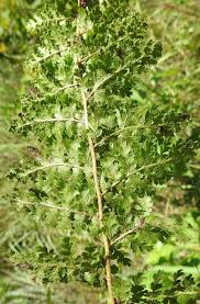 Image result for Athyrium schimperi
