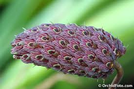 Image result for Bulbophyllum prorepens
