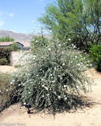 Image result for Cordia