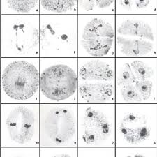 Image result for Urochloa oligobrachiata