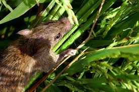 Dongeng si kancil dan cerita dongeng misteri dasi | dongeng anak dunia. Tikus Dan Ular Sawah Bagian 2
