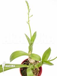 Image result for Liparis