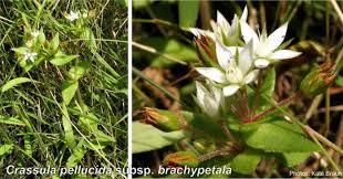 Image result for Crassula alsinoides