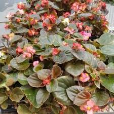Our team are warm, caring and highly qualiﬁed; The Best 10 Nurseries Gardening Near East Of Eden In Forest Hill La Yelp
