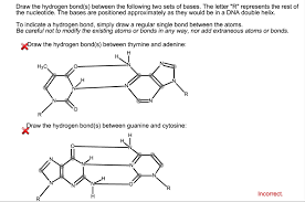 Solved Please Show How To Correctly Draw The Hydrogen Bonds | Chegg.com