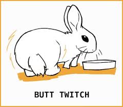 Why does my rabbit keep shaking / veterinary practice: Rabbit Body Language An Illustrated Guide