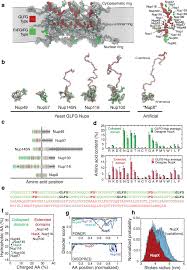 A Designer Fg Nup That Reconstitutes The Selective Transport Barrier Of The Nuclear Pore Complex Nature Communications