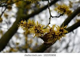 Image result for Hamamelidaceae