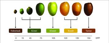 Experts and users of dating sites believe that there are five distinct stages within the dating process. The Five Growth Stages Of A Date Fruit By Days Post Pollination Dpp Download Scientific Diagram