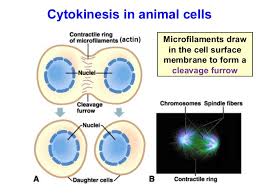 Mitosis Cytokinesis Animals Mrleehamber119