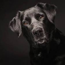 Some particularly lucky dogs, cats, and hens have even inherited fortunes in the millions. The Pet Factory Home Facebook