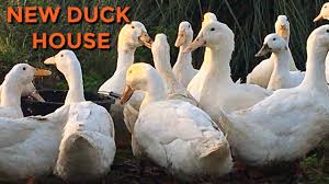 How we built a house for 10 ducks for free! Building Duck House For Under 10 Recycled Pallets Make Diy Duck House Youtube