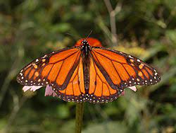 Mariposa Monarca Wiki Reino Animalia Fandom
