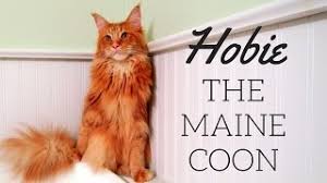 The origins of the maine coon, however, are shrouded in mystery. Maine Coon Cat Meet Hobie The Kitty With A Big Personality Youtube