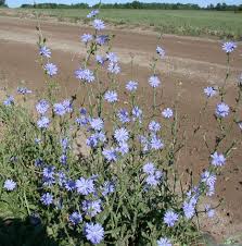 Image result for Cichorium