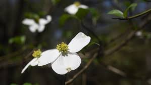 2296645), is a wholly owned subsidiary of the woodland trust. Recent Rain Has Been Kind To Flowering Trees Like Dogwoods