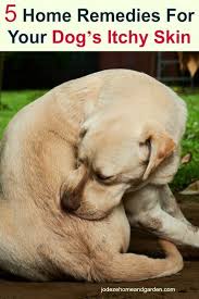 My Dog S And I Are Miserable With Their Itchy Skin I Found Some Home Remedies For Your Dog S Itchy Skin Dog Remedies Dog Skin Remedies Dog Itchy Skin Remedy