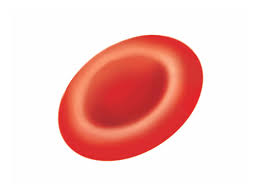 Image result for Red Blood Cell