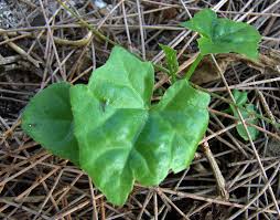 Image result for Coccinia sp. A