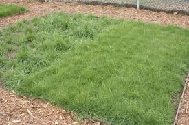 Zoysia grass is low maintenance because it grows laterally. 5 Beautiful Southern California Drought Tolerant Grasses